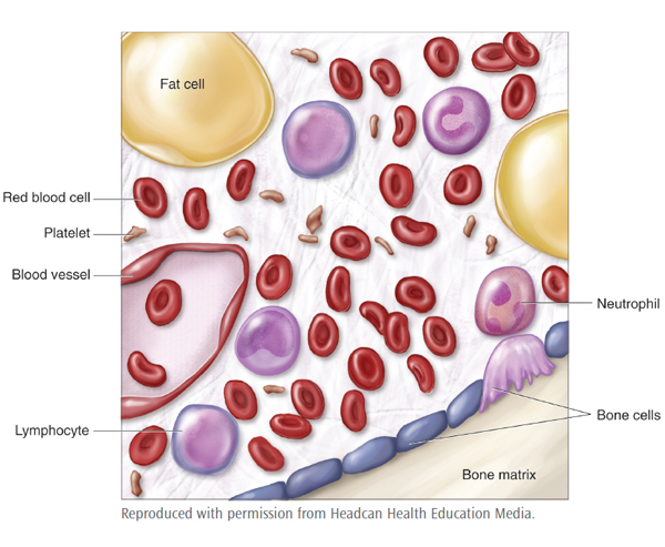 An images showing blood cells and platelets The bone marrow contains immature cells which develop into three main blood cells: red blood cells, white blood cells and platelets